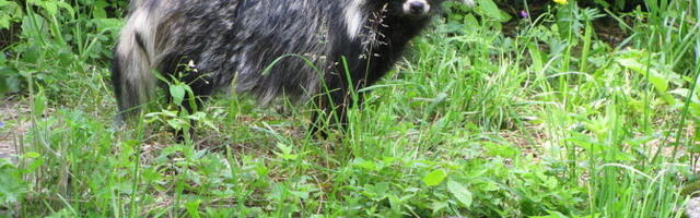 Государство планирует уничтожить всех енотовидных собак на Хийумаа