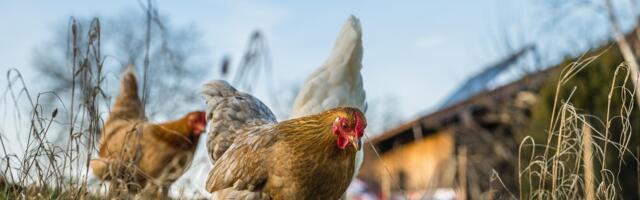 Через 10 лет содержание кур в клетках запретят. Prisma планирует  перестроиться еще раньше