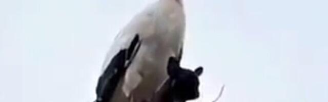 Правда ли, что на Волыни аист забрал к себе в гнездо французского бульдога?