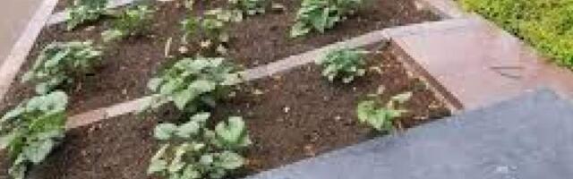 В центре Шяуляй эксгумировали останки четырех советских солдат