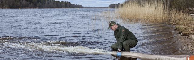 RMK запустил в реки более 100 000 особей молоди лосося