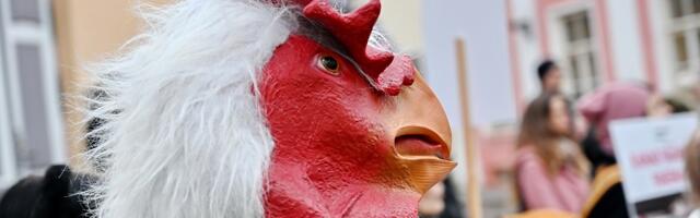 В Рийгикогу представили законопроект о запрете клеточного содержания кур