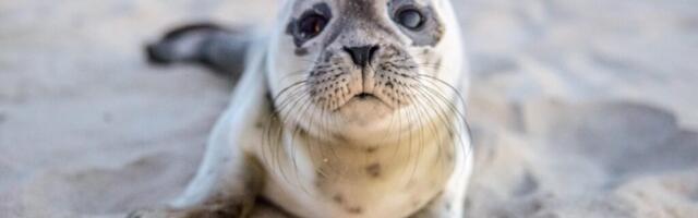 Увидели детёнышей тюленей? Соблюдайте строгие правила