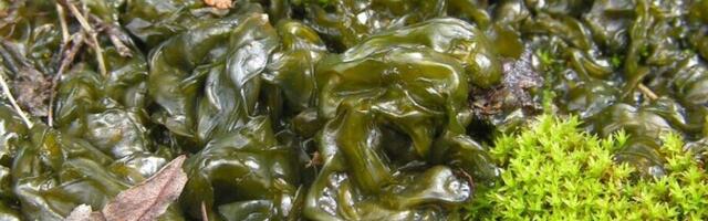 Найденное в водорослях Харьюмаа вещество обладает сильным противовоспалительным действием