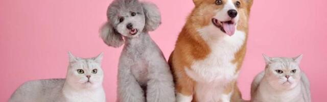 Евросоюз усиливает защиту собак и кошек