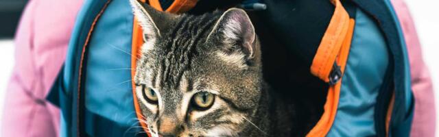 На Нарвском погранпункте проходит кампания по информированию владельцев животных о правилах пересечения границы