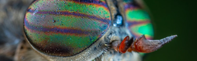 Почему слепни нападают в жару?