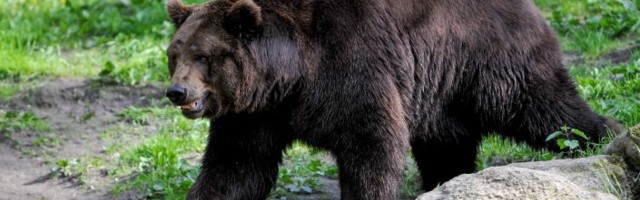 На медведя я, друзья: сколько косолапых можно застрелить в Эстонии