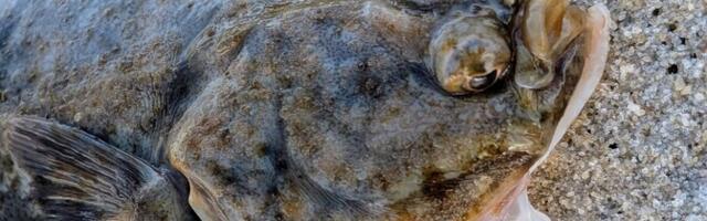 В Эстонии вводится запрет на вылов камбалы из-за нереста