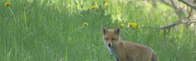 В Тарту заключили соглашение по возвращению диких животных в природу