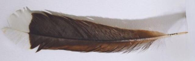 Самое дорогое перо в мире весит 9 граммов и стоит почти 30 000 долларов