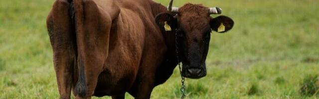 Решение вопроса аренды земель Tartu Agro застопорилось из-за судебного разбирательства