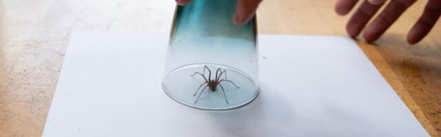 ФОТО ⟩ Гигантские пауки атакуют жителей Эстонии в собственных домах