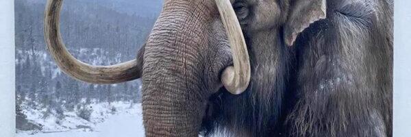 Эстонские учёные: содержание азота в костях некоторых сибирских мамонтов удивляет