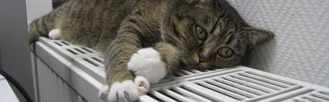 Снижение цен на отопление: Мэр Нарвы о перспективах и общественном мнении