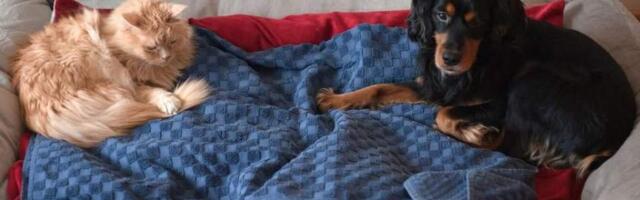 Власти ЕС намерены ужесточить правила торговли щенками и котятами