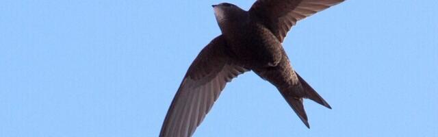 Год баклана закончился, птицей 2026 года в Эстонии стал черный стриж