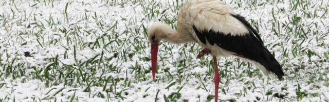 Синоптики: начало апреля будет прохладным, в середине месяца станет теплее