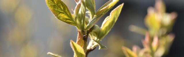 Nedēļas nogalē gaidāms pārsvarā sauss un saulains laiks