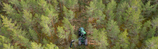 В последние десять лет в Эстонии вырубалось больше леса, чем успевало вырасти