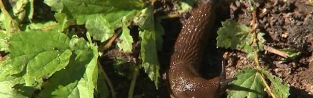 Ранневесенние работы помогут уберечь сад от испанских слизней