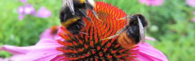 Открывается приём заявок на поддержку биоразнообразия во дворах многоквартирных домов