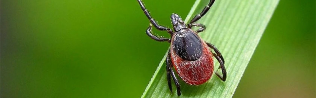 Началась кампания «Пошли клеща по почте»