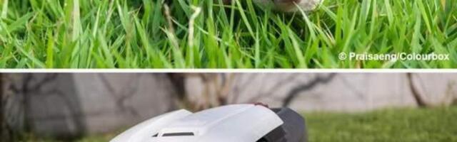 Запретить роботов-газонокосилок по ночам для спасения ежей