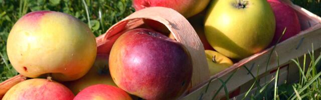 Maarjalaat состоится 7 сентября