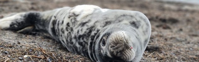 На пляже Пирита найден детеныш тюленя с рыболовным крючком в носу