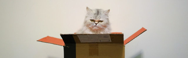 Исследование: коты любят сидеть даже в воображаемых коробках