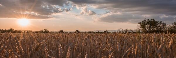 О чем пишет пресса: как привлечь туристов, урожай беспокоит производителей продуктов питания