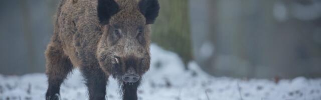 ВИДЕО | „Чуть не сбил детскую коляску!“ Жительница Таллинна встретила на улице растерянного дикого кабана