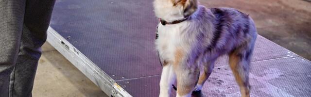 С июня 2027 года чипирование собак и кошек может стать обязательным