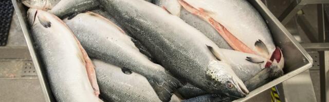 Рыбоперерабатывающее предприятие в Таллинне сокращает персонал