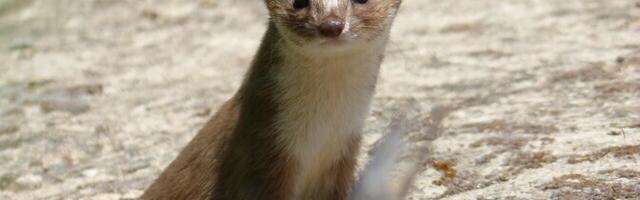 В деревне Люмату хорек два дня безобразно вел себя в доме