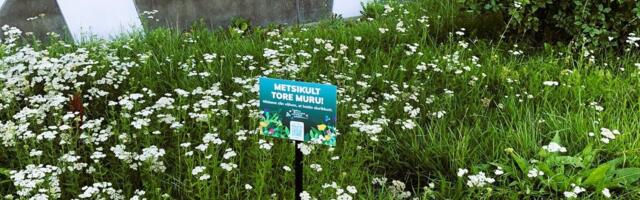 Как и насколько часто будут косить траву в Таллинне этим летом?