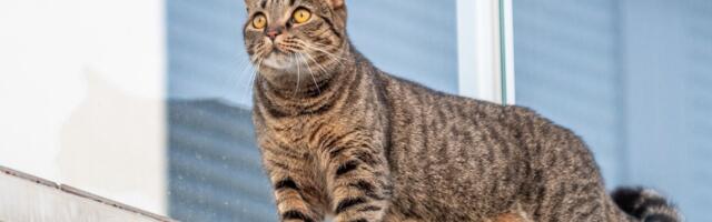 Кошки на окошке. Как уберечь усатого от опасностей в сезон открытых окон?