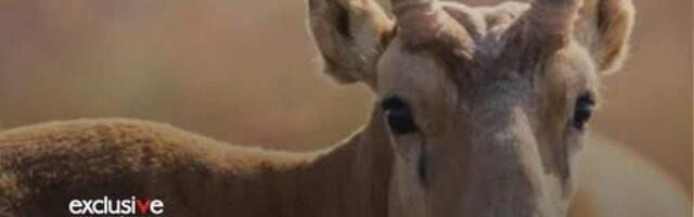 Токаев решил подарить полторы тысячи сайгаков Китаю