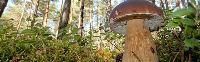 Миколог: в южной части Эстонии грибов значительно больше, чем в северной