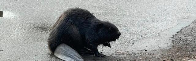 В центре Нарва-Йыэсуу прогуливался бобёр