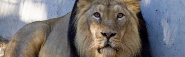 Проживавшего в Таллиннском зоопарке льва Джонни пришлось усыпить