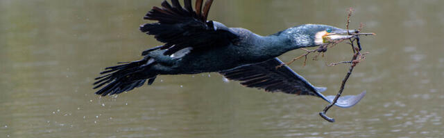 Исследование: в более чем половине гнезд бакланов в Финском заливе обнаружен морской мусор