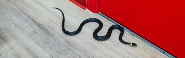 В дом залетела летучая мышь, в туалет заполз уж: пришлось вызывать спасателей 