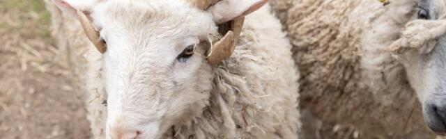 Министерство внутренних дел Эстонии предупредило исламскую общину о незаконном забое животных