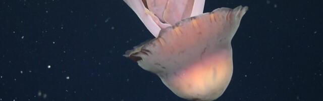 У побережья Аргентины ученые засняли большую глубоководную медузу