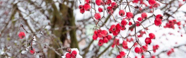 В пятницу облачно с прояснениями, местами пройдет снег, 0..+2