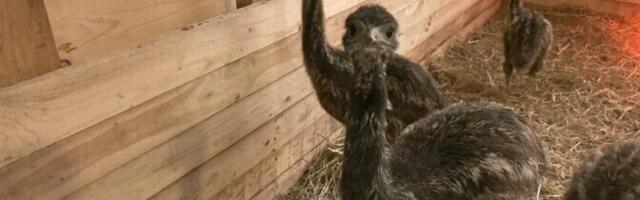 Вырумааский хутор, где содержатся редкие птицы, планирует обзавестись генетической лабораторией