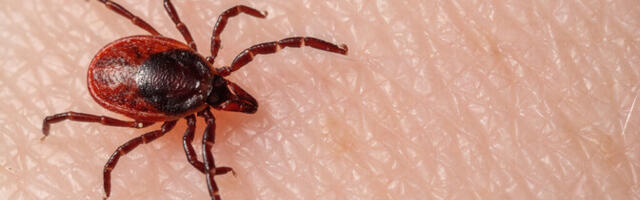 Департамент здоровья предупреждает: снег сошел, проснулись клещи