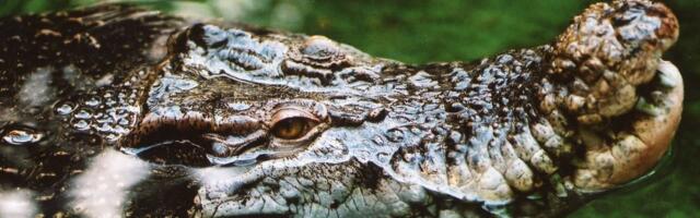 ЖУТКОЕ ВИДЕО | В Коста-Рике талантливый футболист погиб в пасти крокодила